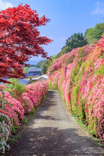 松本つつじ園 長崎県大村市 Azalea Nagasaki Oomura City Wall Mural M H