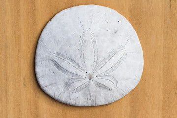 Close up of a sand dollar