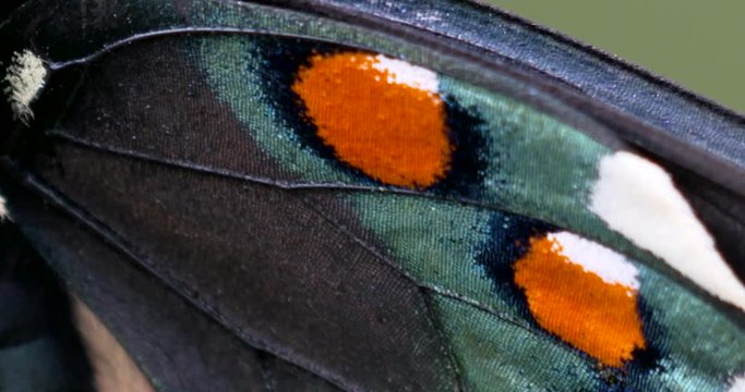 extreme closeup of swallowtail wing