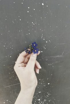 Cropped Image Of Woman Holding Blue Flowers On Table