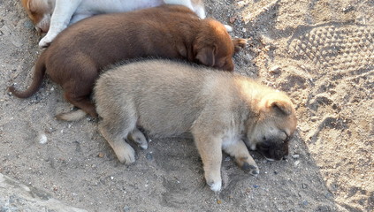 The cute little puppy is light brown, dark brown, white, lying on the sand. One family puppy is...