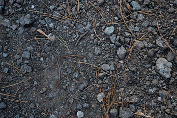 Texture of gravel road in coniferous forest