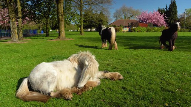 Gypsy horses are resting in the park on a green meadow in sunny day, closeup, 4K