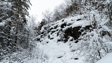 Landscape winter forest in the mountains
