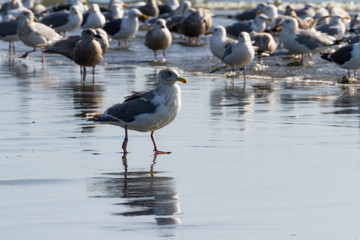 Fototapeta na wymiar flock of seagulls at the beach