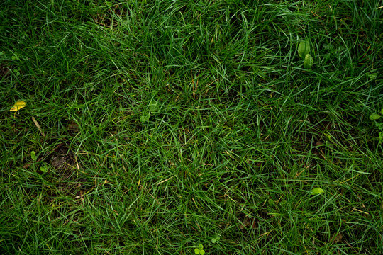 The texture of the green lawn. Background image of green fresh grass