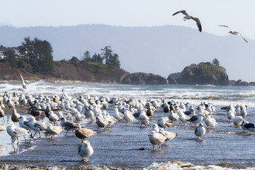 flock of seagulls at the beach