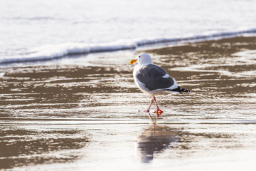 Portrait of a sea gull