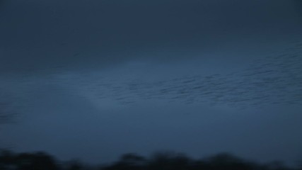 Starling birds flying in large numbers migration England - Powered by Adobe