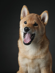 shiba inu puppy. dog on a blackackground. Pet in the studio