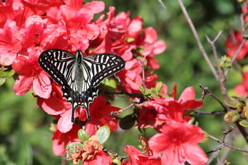 swallowtail butterfly on red flower