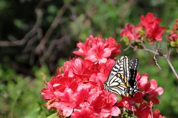 swallowtail butterfly on red flower