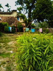 garden bed with flowers and plants