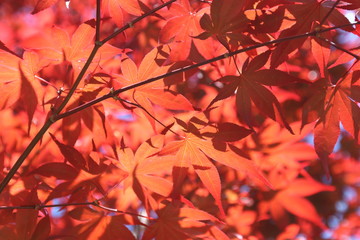 red autumn leaves on blue sky