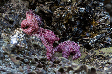 Purple ochre sea stars in Oregon