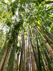 Obraz na płótnie Canvas Tall beautiful bamboos