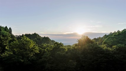 森に朝日が当たる清々しい風景