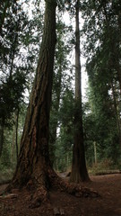 Giant trees of British Columbia, Canada