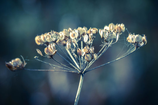 502 023 Best Dried Flowers Images Stock Photos Vectors Adobe Stock