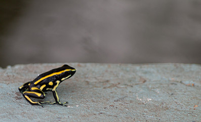 Yellow striped poison dart frog about to jump and escape.
