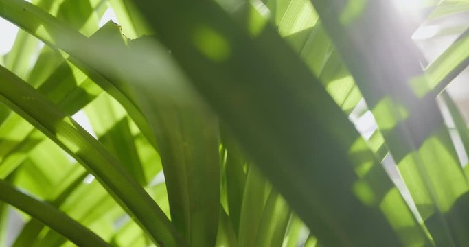 Slider shot of pandan leaf in sunset
