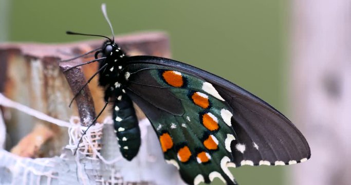 swallowtail black spicebush female doesn't move