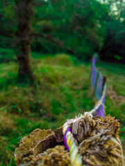 old stump in the forest