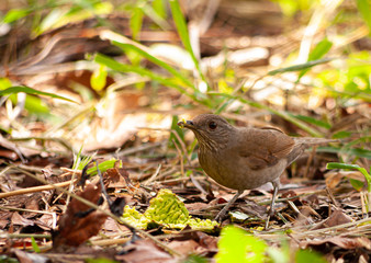 Bird eating alone in the middle of the forest