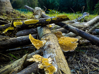 tree stump in the forest