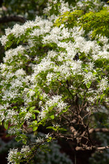 ナンジャモンジャの木(ヒトツバタゴ)の花。深大寺の境内にある。