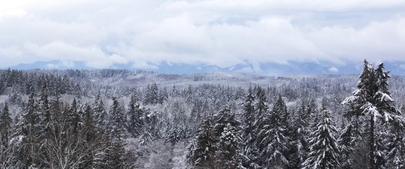 Snow in my pine trees