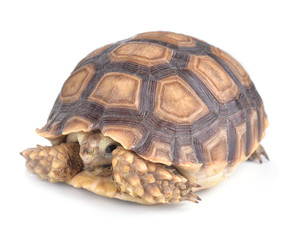 turtle isolated on white background