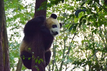 成都ジャイアントパンダ繁殖研究基地