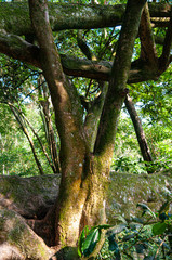 Rainforest landscape in South America