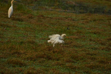 Obraz na płótnie Canvas great white heron