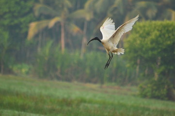 Black headed ibis on flying in sky