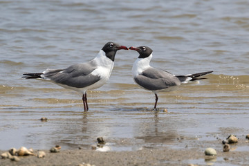 The couple of laughing gulls (Leucophaeus atricilla) performing mating ritual, Galveston, Texas