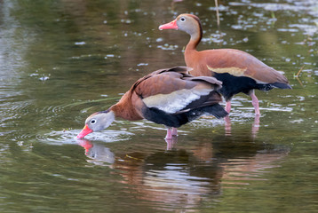 Two black-bellied whistling ducks (Dendrocygna autumnalis) 