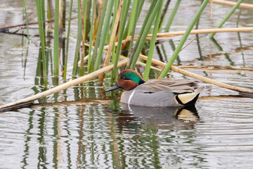 The green-winged teal (Anas carolinensis or Anas crecca carolinensis), Texas