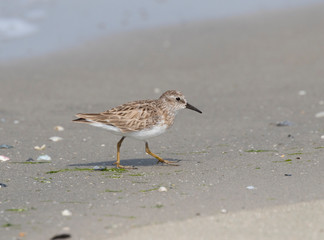 The western sandpiper (Calidris mauri) on the Galveston beach