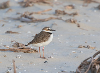 Wilson's plover on the sand beach, Galveston, Texas