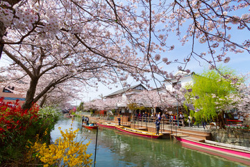 福岡県　柳川市　川下り　桜