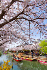 福岡県　柳川市　川下り　桜