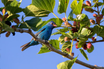 Male Indigo Bunting (Passerina cyanea) Feeding On Mulberry Tree, Galveston, Texas, USA