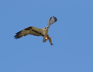 Ospray (Pandion haliatus) Flying With Fish In Talons