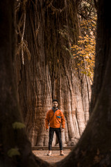 Obraz premium Model in autumn forest, large trees in Mt. Rainier National park