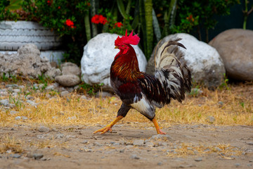 rooster in the farm