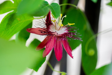 Red Passion Flower