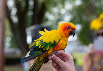 A close view of a brightly colored Sun Conure parrot perched on the small hand of a child, background is out of focus

