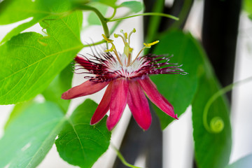 Red Passion Flower